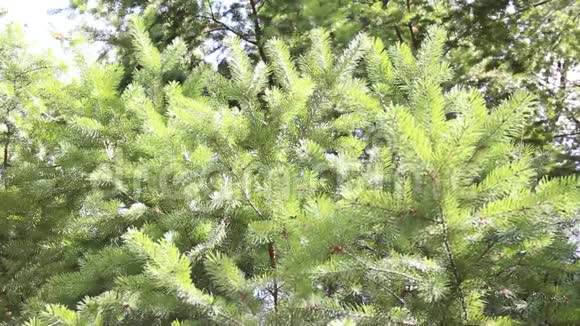 美丽的常青云杉枝松随风摆动圣诞树视频的预览图