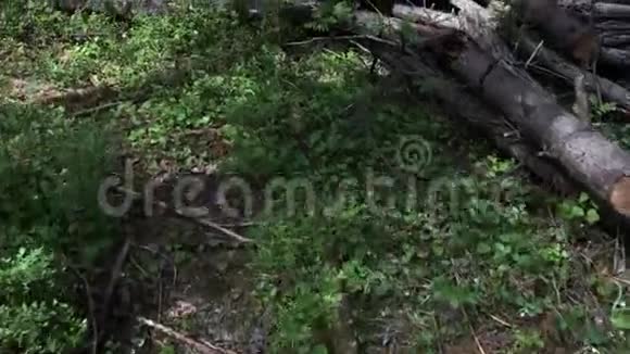 夏天的森林里有倒下的松树视频的预览图