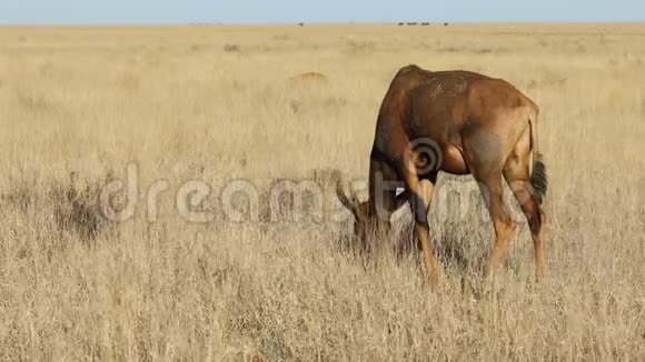 在草原上放牧的羚羊视频的预览图