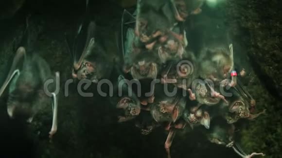 洞穴里的一大群吸血蝙蝠视频的预览图