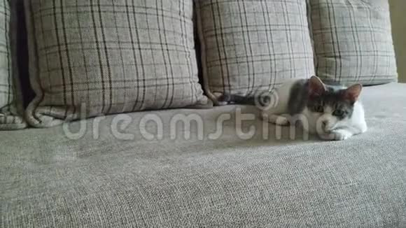 一只灰色条纹的猫在沙发上玩耍然后跳起来视频的预览图