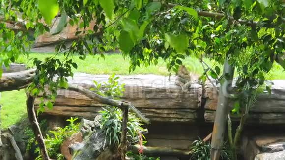 老虎在一个野生动物园里躺在一块大石头上视频的预览图
