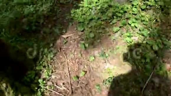 女人跑着录了一段视频夏天在松树上看到一只红松鼠视频的预览图