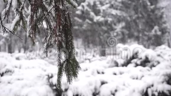 木枝霜融视频的预览图