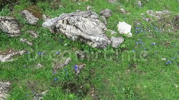 圆形离开龙胆花在阿尔卑斯山齐勒塔尔山谷在奥地利龙胆草视频的预览图