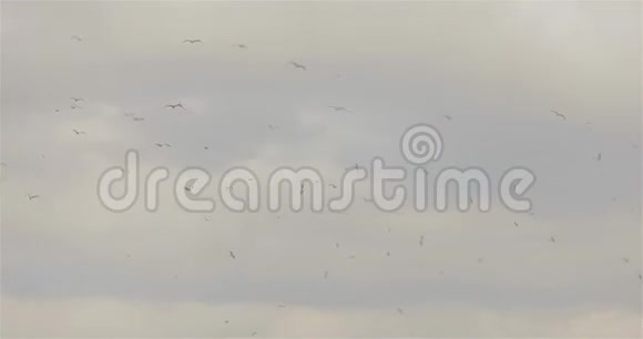 灰蒙蒙的天空和鸟天空中的鸟群天空阴云密布的鸟群视频的预览图