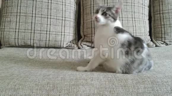 一只灰色条纹的猫在沙发上玩耍然后跳起来视频的预览图
