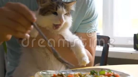 一个男人吃早餐一只有趣的猫坐在他的怀里想吃一块视频的预览图