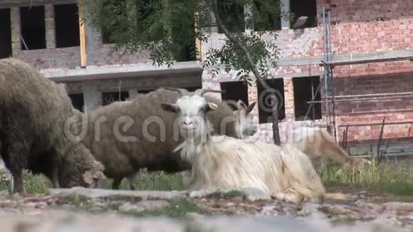 保加利亚的山羊视频的预览图