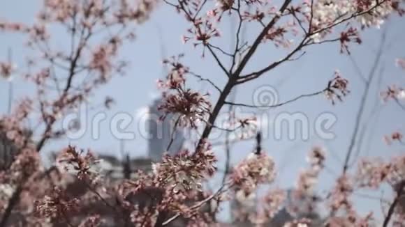 一个世界贸易中心集中在春天盛开的樱花树纽约美国视频的预览图