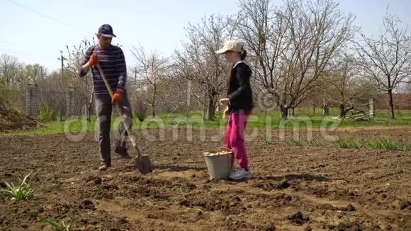 农夫和他的小女儿在春天种土豆视频的预览图