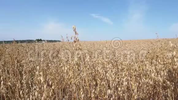 在炎热的夏日午后在蓝天的映衬下留下成熟的燕麦视频的预览图