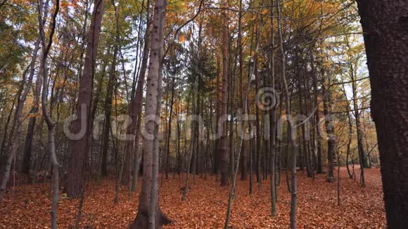 秋天的树叶飘落到森林地面11月季节天气视频的预览图