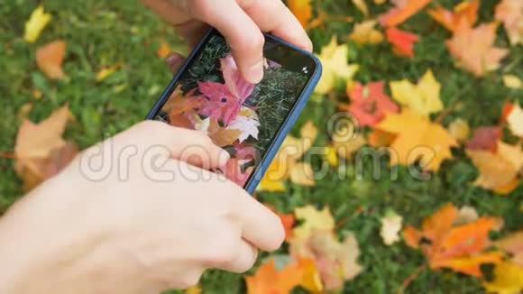 女孩打电话拍照公园里的秋叶视频的预览图