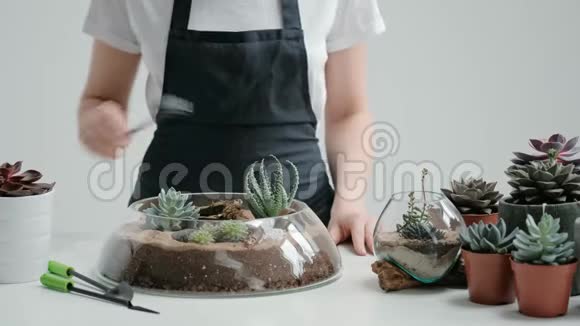 女花匠园丁在玻璃花瓶里装饰一个迷你花园沙子里有多汁和仙人掌视频的预览图
