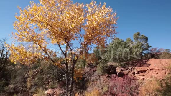 秋天的树叶从棉花树上飘落下来视频的预览图