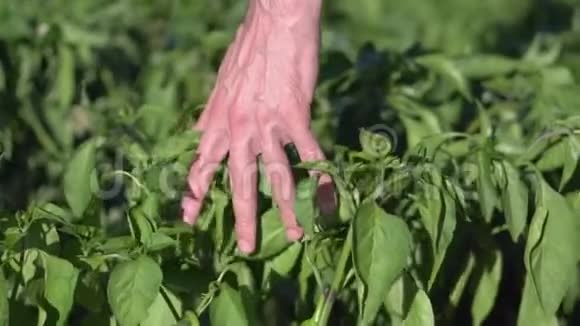 农民手的慢动作轻轻地靠近青椒的幼株视频的预览图