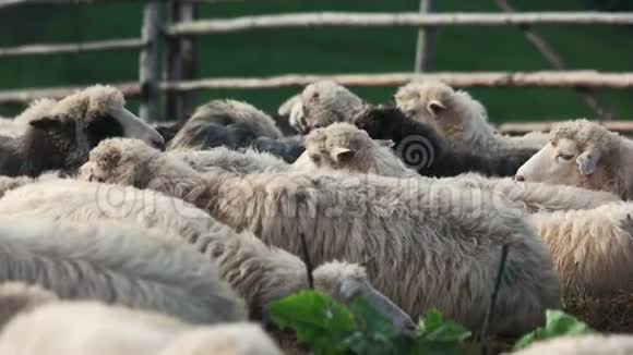 牧场上放牧的羊群成群结队视频的预览图