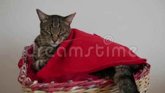 一只被红毯子覆盖的篮子里的猫在做梦摇着尾巴视频的预览图