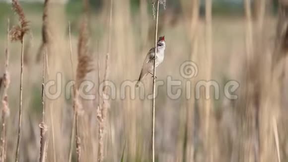 欧亚芦苇莺在春天的灌丛中歌唱视频的预览图