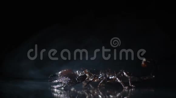 一只危险的蝎子在镜子上的薄雾中视频的预览图