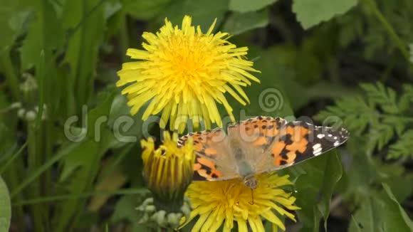 蝴蝶牛蒡瓦内萨卡迪收集花蜜从蒲公英的花视频的预览图