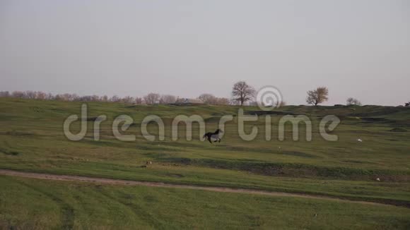 湾马在绿色的草地上奔跑视频的预览图
