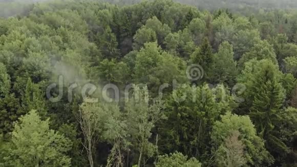 多云天气下雾蒙蒙的常绿树顶上的无人视角视频的预览图