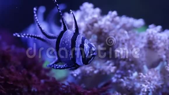珊瑚礁鱼类视频的预览图