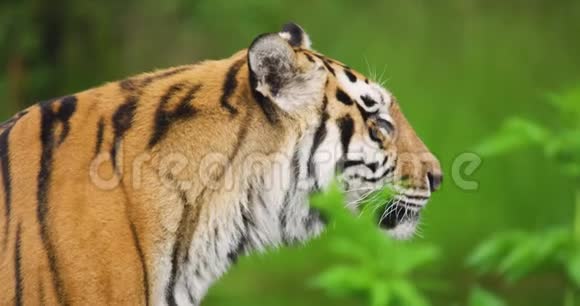 森林中老虎的特写视频的预览图