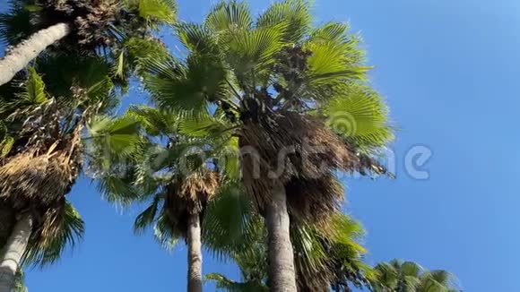 从下面看棕榈树在风中移动的棕榈树叶4K土耳其安塔利亚视频的预览图