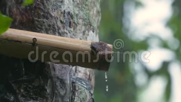 一根竹竿贴在雨中的树上视频的预览图