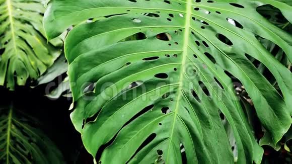 热带树叶奇异植物的自然背景近景拍摄的裂叶紫鹃密林视频的预览图