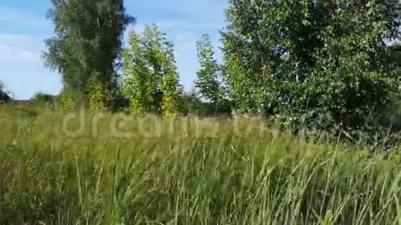小草在风中摇曳夏天在田野视频的预览图