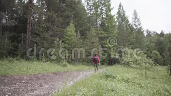 后景一个徒步旅行者走在小路上沿着夏天的森林和绿色的草地库存录像绿化景观视频的预览图