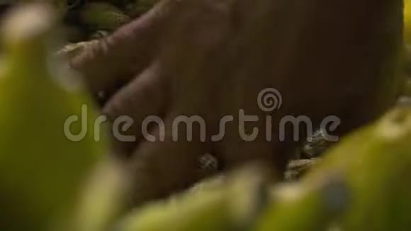 一堆花生在玉米穗附近煮熟视频的预览图