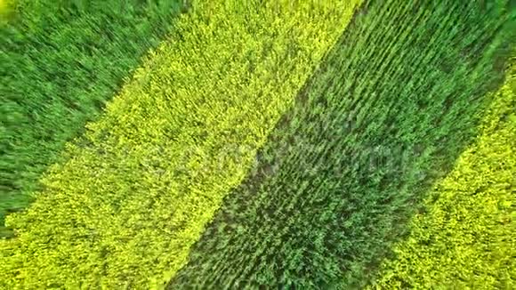 斑马纹绿黄平线在栽培地开花视频的预览图