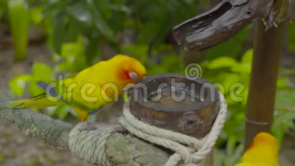 一对太阳鹦鹉在竹茎上喝酒视频的预览图
