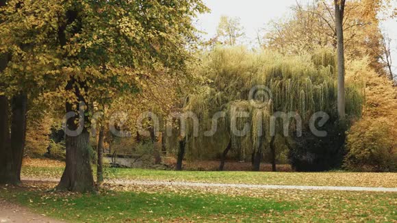 在慕尼黑的英国花园里锁定了秋天树的实时拍摄慕尼黑的英国花园是其中之一视频的预览图