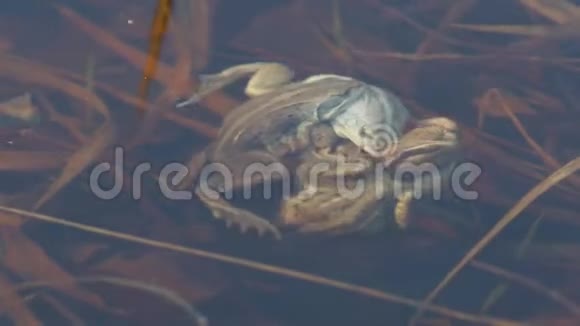 拉娜阿瓦利斯西伯利亚春天沼泽青蛙在水下交配视频的预览图