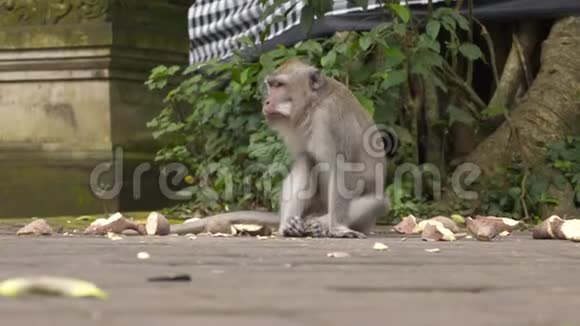 一只吃螃蟹的猕猴坐在红薯中间视频的预览图