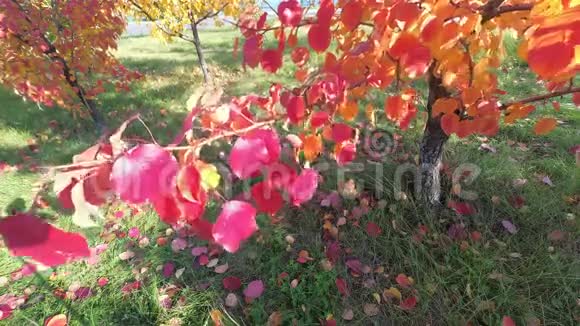 梨树的叶子是秋色的果树上的红叶秋天树叶掉下来视频的预览图