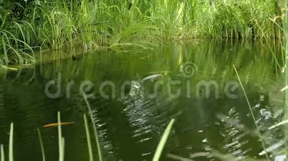 园塘锦鲤漂浮在水中的鱼视频的预览图