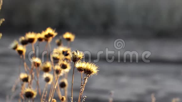 初升的秋日阳光照亮了干枯的野花视频的预览图