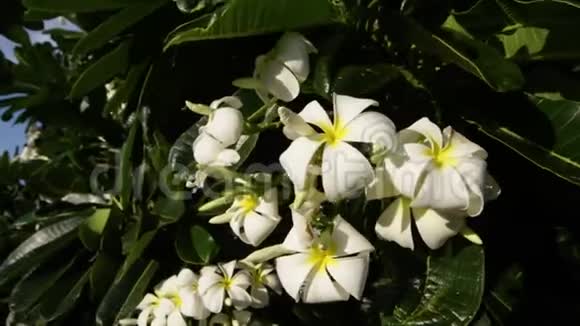 梅花树上盛开的一簇鲜花视频的预览图