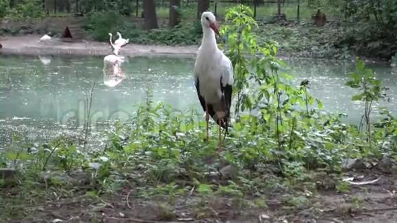 池塘附近的小鹭视频的预览图