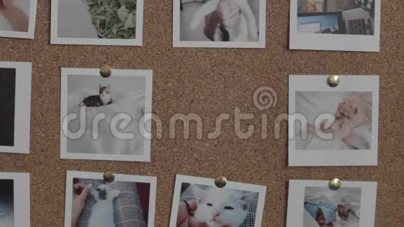 人左手把照片和猫放在软木板上视频的预览图