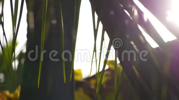 柔和的阳光透过棕榈叶窥视视频的预览图