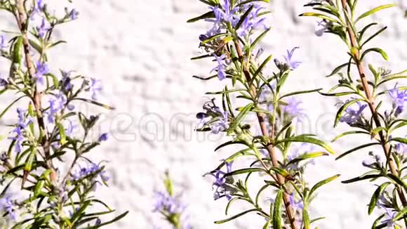 迷迭香药用植物和花卉香料视频的预览图