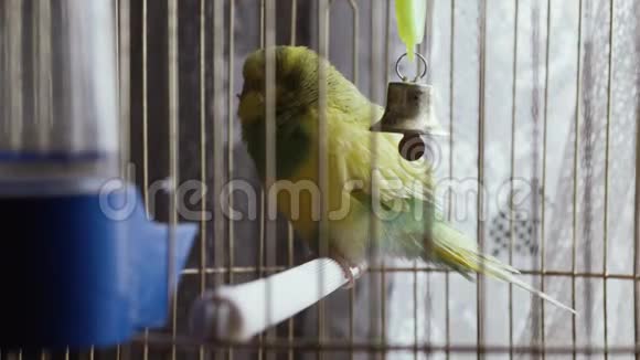 绿色鹦鹉在笼子里视频的预览图